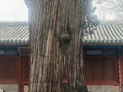 -北京国子监胡同
