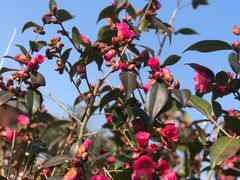 -龙大花卉苗木市场