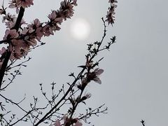 -桃花堤公园