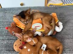 -猫十亿·布偶金渐层·曼基康矮脚猫舍(青年路店)