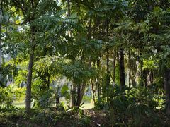 -中国科学院西双版纳热带植物园