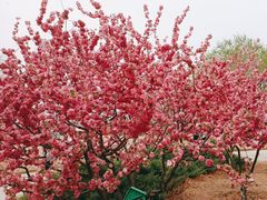 -香山公园