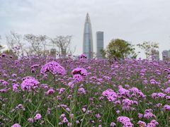 -深圳湾公园(南山区)