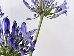 -花邻FloweringLife花艺气球派对(武康大楼店)