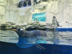 -华夏文旅海洋公园