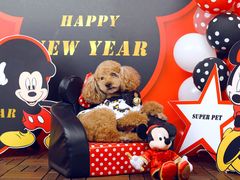 -超宠爱宠物摄影-Super pet