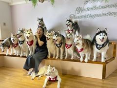 -Husky Go! 哈士奇体验馆·宠物咖啡厅狗咖
