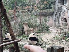 -成都大熊猫繁育研究基地