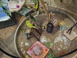 -卡通尼·Safari非洲探索乐园·生日会(金桥国际商业广场店)