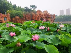 -裕华世纪公园