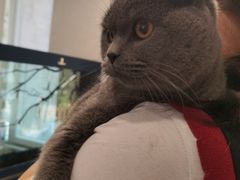 -伟伟宠物医院·CT影像中心·瑞派犬猫综合性门诊(汉口总院)