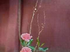 -成都华侨城欢乐里