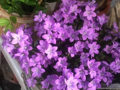 -金陵花卉交易市场