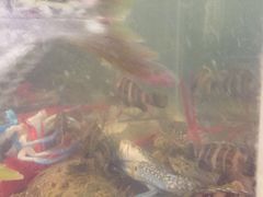 -巽寮印象美食部落餐厅·海鲜·地方特色菜(惠州体验店)