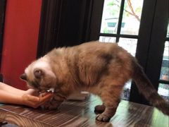-猫色咖啡·猫咖