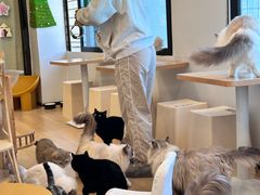 -有喵·猫咖·狗咖·30几只猫10只小狗(岗厦店)
