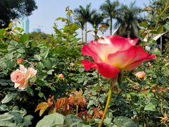 -人民公园(罗湖区)