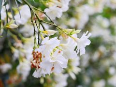 -台州府城(东湖)