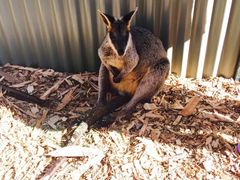 -费瑟代尔野生动物园