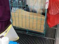 -A猫a狗全科·犬猫异宠·芥西宠物医院(南开总院)