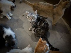 -飞行喵MR PILOT|猫舍·猫咖(静安大融城店)