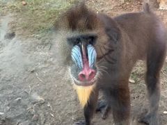 -麦当劳(长江西路得来速店)