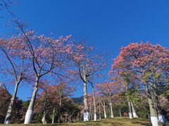 -东部华侨城
