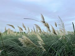 -中国天府农业博览园