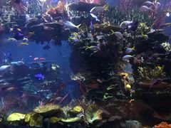 -迪拜帆船酒店海底餐厅