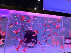 -双季花艺园艺市场(浦东店)