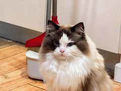 -派特宠物医院(圆融广场店)