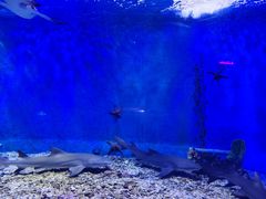 -太平洋海底世界