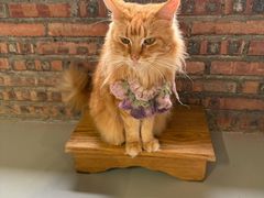 -豆逗聊愈猫阁Easy Life