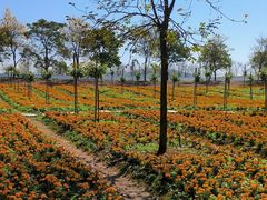 -天适樱花悠乐园