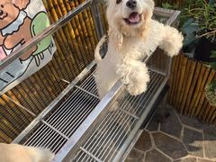 -逗柴町空中花园·雪橇三傻·柴犬柯基狗咖·猫咖·爬宠