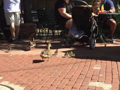 -奥兰多迪士尼动物王国乐园