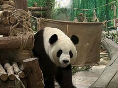 -灵玲国际马戏城