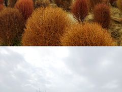 -花开海上生态园