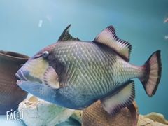 -芜湖新华联大白鲸海洋公园