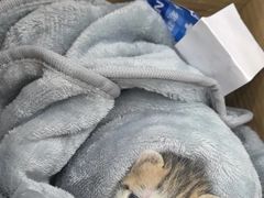 -安安宠医宠物医院·异宠·犬猫内科(岳阳分院)