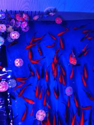 -多奇妙儿童乐园(昆山吾悦店)