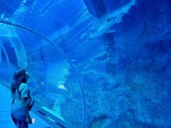 -迪拜水族馆及水下动物园