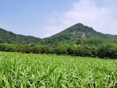 -八卦田遗址公园
