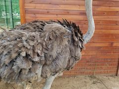 -羊亭河湿地公园