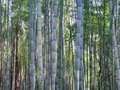 -上海佘山国家森林公园天马山园