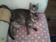 -纳吉亚猫专科动物诊疗中心(蒋宅口分院)