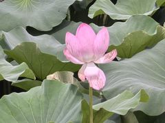 -荷塘月色湿地公园·向阳花洲