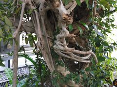 -北京植物园-展览温室