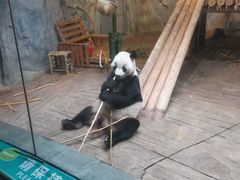 -深圳野生动物园