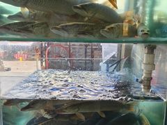 -煲来饱去冷水鱼